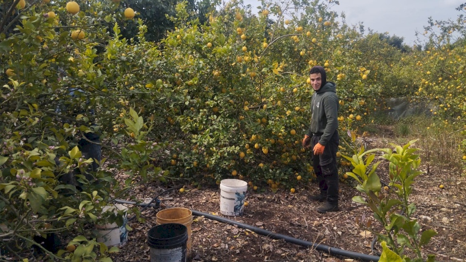 Ministry of Agriculture Announces Achieving Official Accreditation of Palestinian Products in the Saudi Market and Invites Exporters to Focus on Exporting Surplus Products Only