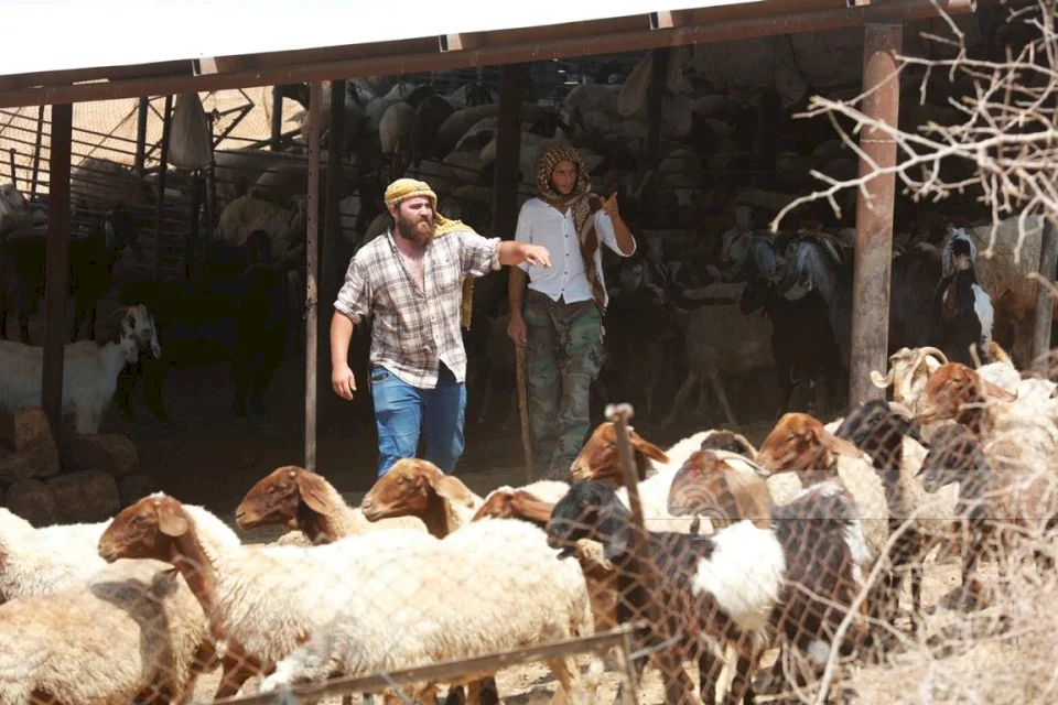 Settlers Graze Their Sheep on Lands of Kis on East of Bethlehem