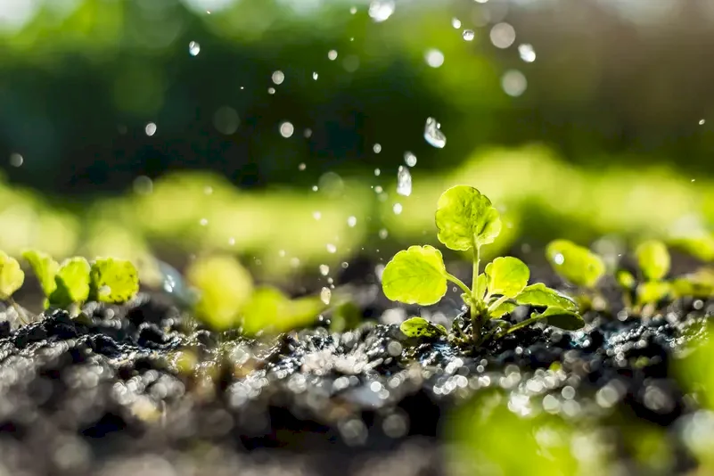 Une étude scientifique : les plantes pourraient entendre le bruit de la pluie qui approche