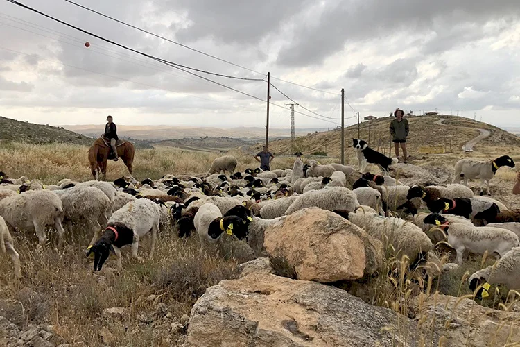 Haaretz : Systèmes israéliens pour légitimer les "fermes" de colonisation en Cisjordanie