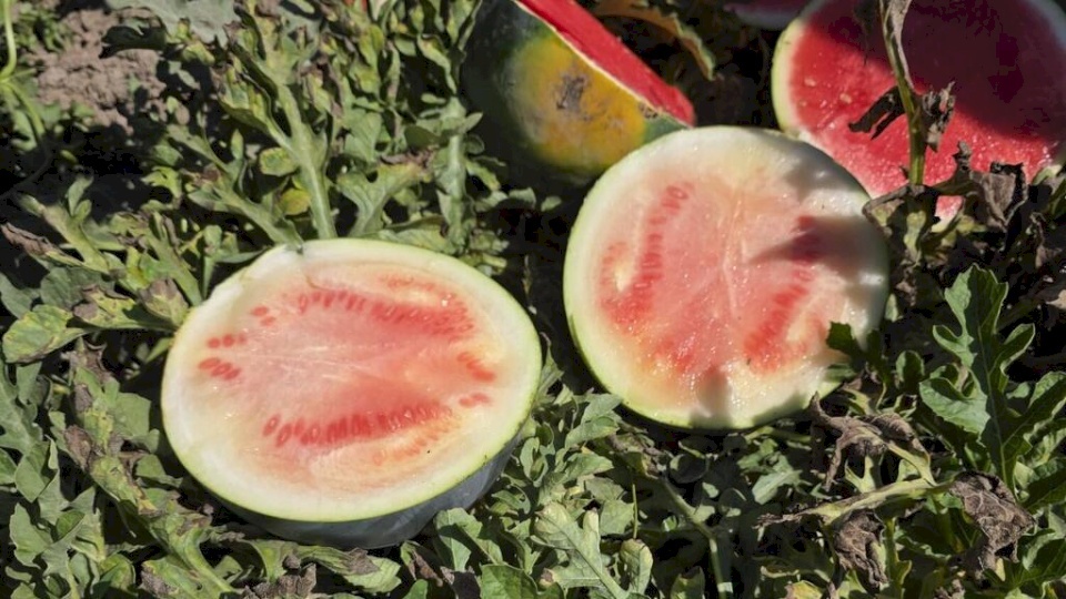 Watermelon Season in Danger: Virus Affects About 20% of Agricultural Areas in Israel