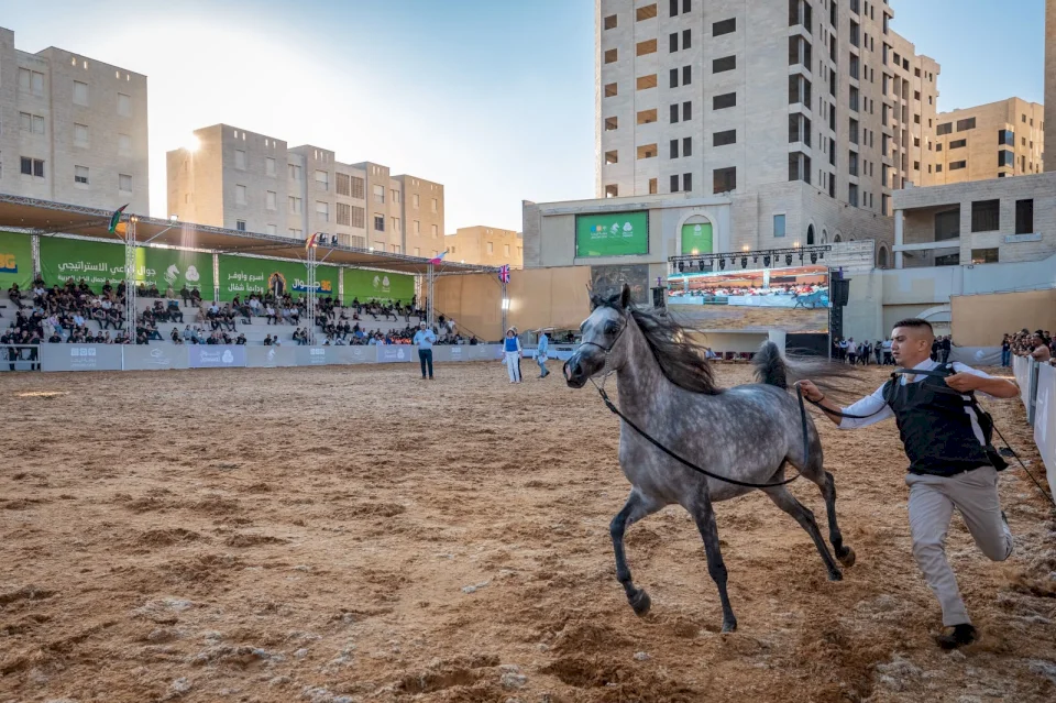 مدينة روابي تشهد انطلاق أضخم بطولات جمال الخيل العربية في فلسطين
