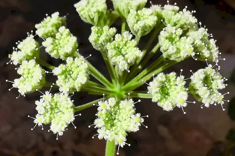 Après un siècle d'unité.. Découverte d'un frère inconnu d'une plante rare à Oman