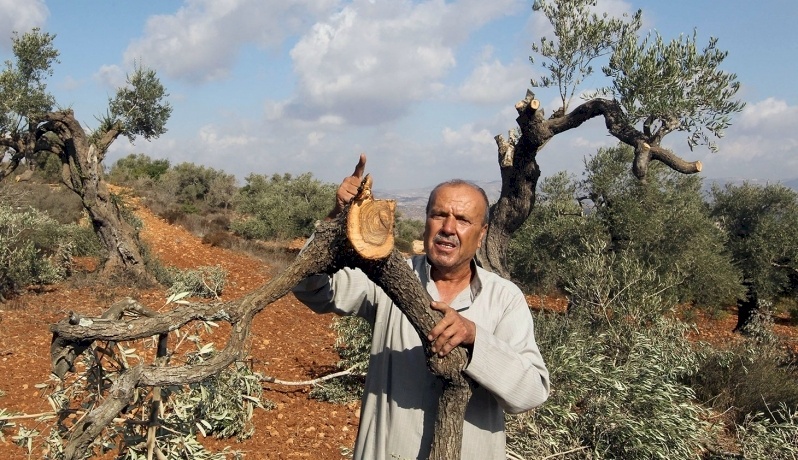 مستوطنون يعدمون اشجار زيتون معمرة