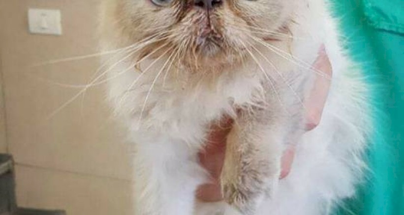 في خبر صادم لمرضى غزة.. نقل قطة للعلاج في إسرائيل